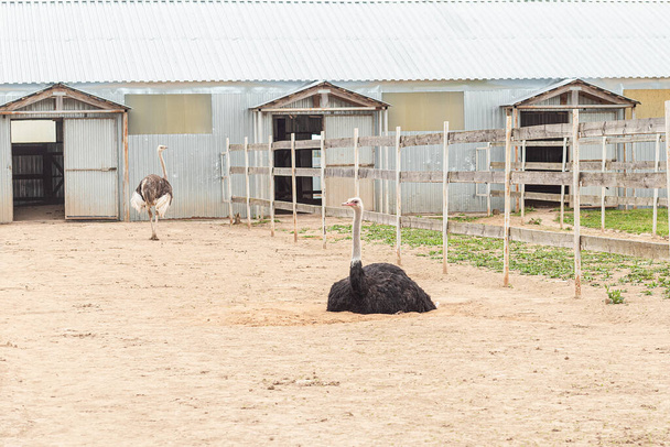 Avestruz africano en una granja en verano. Un gran pájaro. - Foto, Imagen