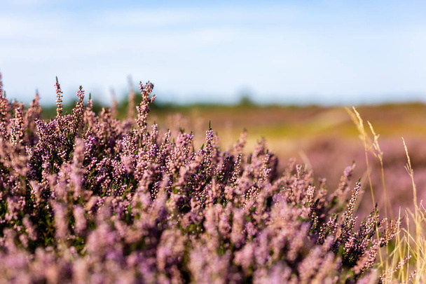 Gros plan de bruyère violette vibrante en pleine floraison sur landes Suffolk qui est une zone d'une beauté naturelle exceptionnelle - Photo, image