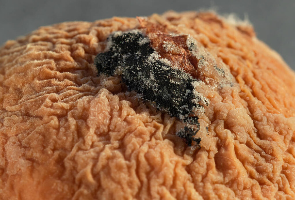 Stampo di muffa in polvere hypha e spore, fuoco selettivo.Primo piano della muffa sul cibo.  - Foto, immagini