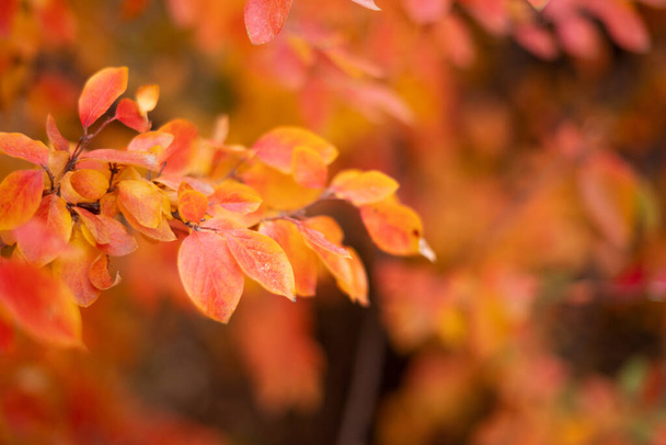 un arbre raide plané avec des moulages jaunes et des baies d'automne mûres. Au ralenti. Feuillage. - Photo, image
