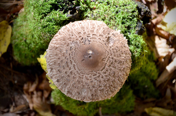 chapeau de champignon macrolepiota sur fond de mousse verte couché plat - Photo, image
