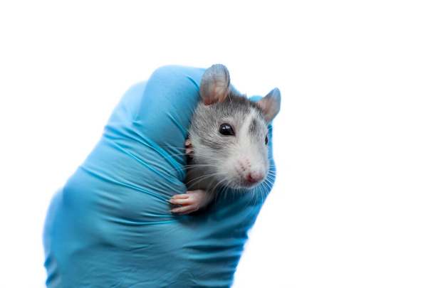 Eine graue Ratte beim Tierarzttermin. Eine Hand in einem blauen Handschuh hält eine Ratte. Untersuchung der Rattengesundheit. - Foto, Bild