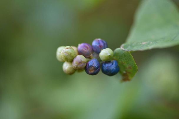 Persicaria perfoliata berries. Polygonaceae annual vine plants. - Photo, Image