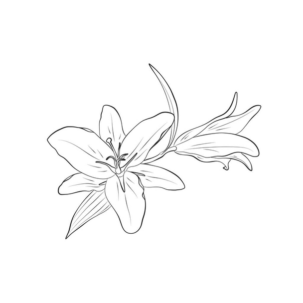 liliom kontúr kézzel rajzolt virág. vektor virágos eleme üdvözlőkártya és meghívó design - Vektor, kép