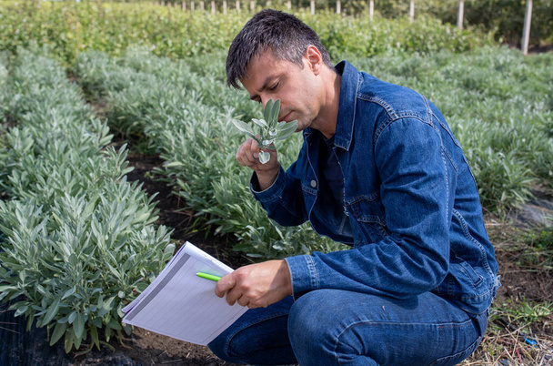 Vonzó agronómus jegyzettömbbel figyeli a szántóföldi növényeket. Férfi guggoló gazdaság szagú zsálya ág. - Fotó, kép