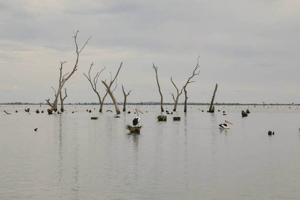 Scène d'eau avec pélicans et souches d'arbres morts. Kow Swamp Victoria Australie - Photo, image