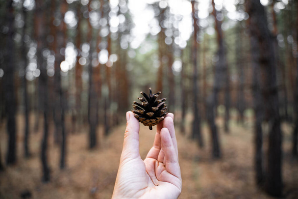 Hand holding pine cone on a blurred forest background. Close to nature concept. Fresh air, mental health healing. Digital detox, unplugged concept. - Фото, зображення