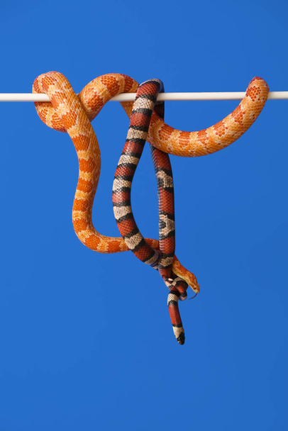 Různí hadi na barevném pozadí - Fotografie, Obrázek