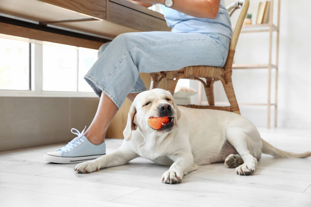 Cute Labrador dog playing with ball at home - Zdjęcie, obraz