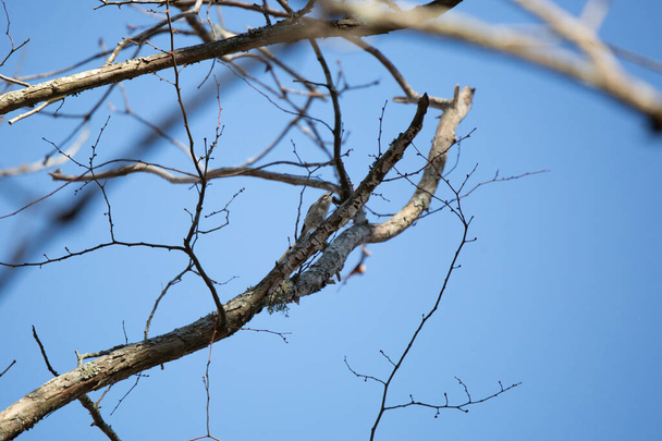 Золотистая коронка (Regulus satrapa), кормящаяся на ветке дерева - Фото, изображение