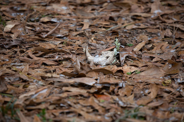 Petits granulés de neige fondue sur des feuilles mortes au sol - Photo, image