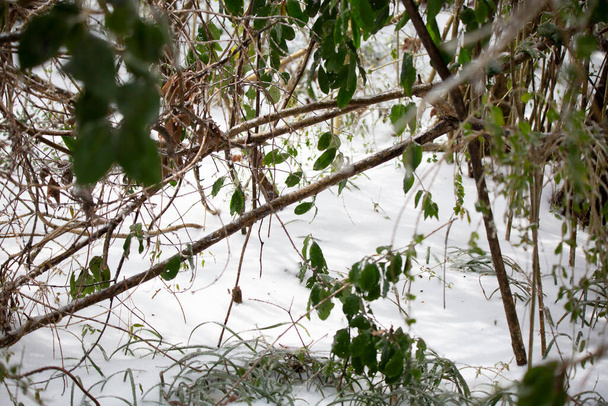 Valkoinen, jäätynyt maa puun ja pensaiden alla - Valokuva, kuva