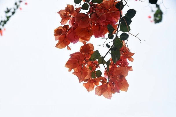 Branches of blooming orange bougainvillea, illuminated by the sun, on a light background - Photo, Image