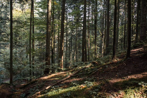 Лесной пейзаж, деревья и узкая тропа, освещенная мягким солнечным светом. Фоновый пейзаж - Фото, изображение
