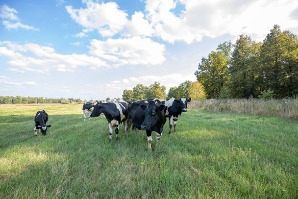 Cows grazing on a sunny meadow in summer. - Фото, зображення