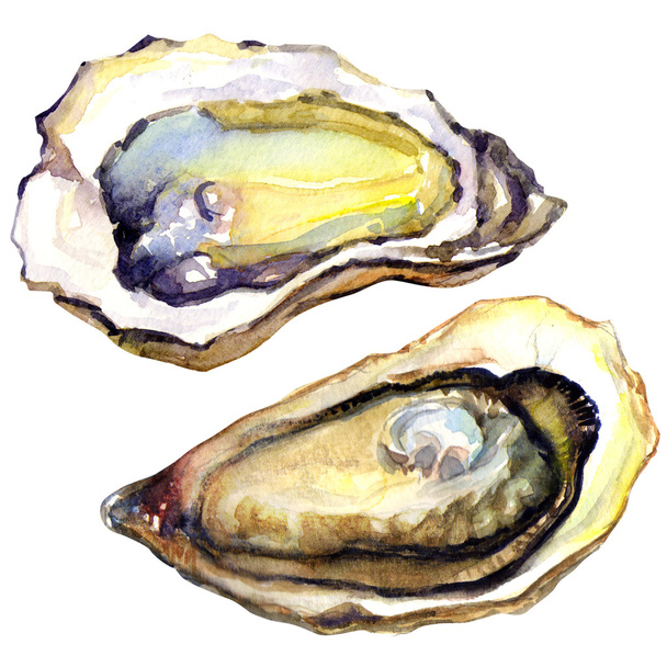 Fresh opened oyster on white background - Photo, Image
