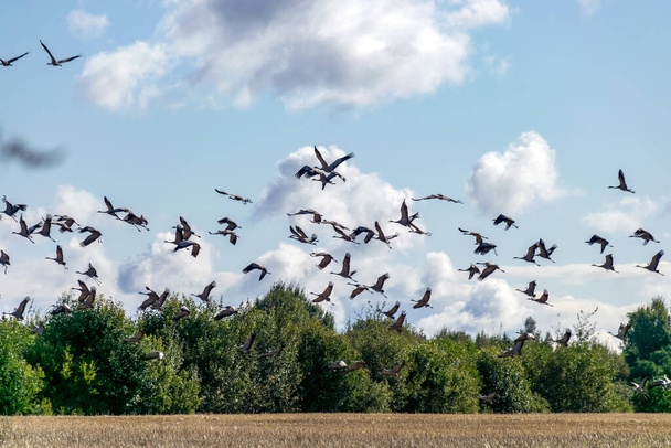 пейзаж со стаей летающих журавлей над верхушками деревьев, миграция птиц весной и осенью - Фото, изображение