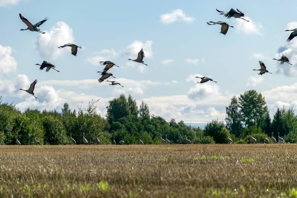 paysage avec un troupeau de grues volantes au-dessus du sommet des arbres, migration des oiseaux au printemps et à l'automne - Photo, image