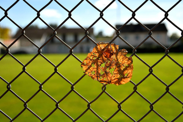 folha colorida outonal em uma cerca no backlit  - Foto, Imagem
