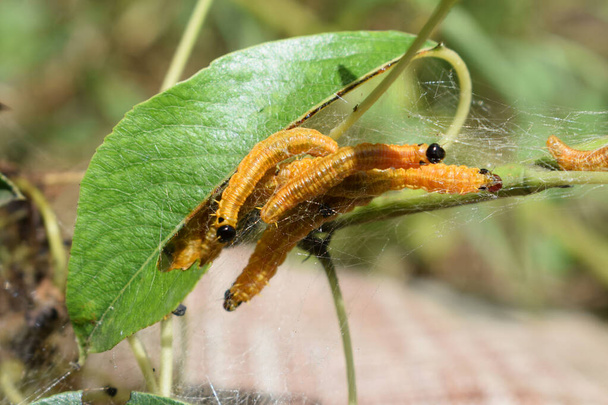 Κοντινό πλάνο ενός παρασίτου Moths Caterpills, σχηματίζονται κοινοί ιστοί γύρω από ένα δέντρο κλαδιά στον κήπο. Το κλαδί αχλαδιού δέχτηκε επίθεση από κακόβουλα έντομα. Μια φωλιά κάμπιας. Παράσιτα γεωργικών εντόμων. - Φωτογραφία, εικόνα