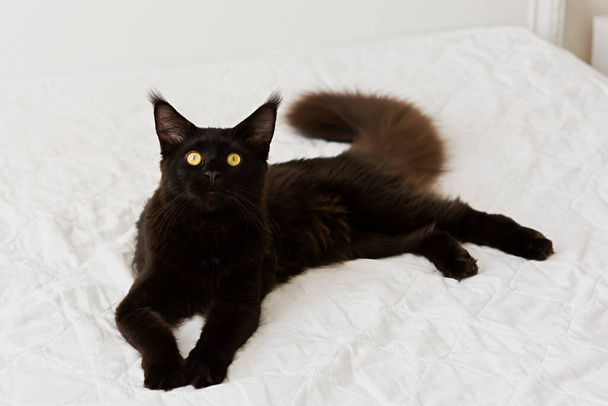 Zwarte kattenmand. Een prachtig portret van een huiselijk raszuiver katje op wit beddengoed. Een zwarte Maine Coon kat met oranje droevige ogen ligt op het bed en kijkt direct in de camera. Gezellig huisconcept - Foto, afbeelding