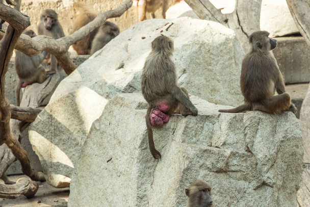 Una familia de babuinos descansando sobre una roca al sol. - Foto, Imagen