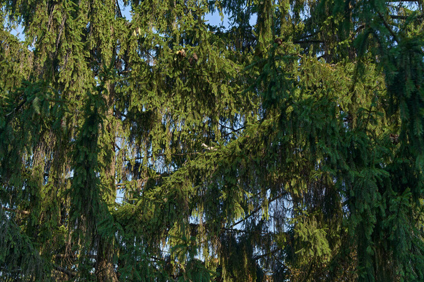 Green dense crowns of pine on a background of blue sky - Foto, Imagem
