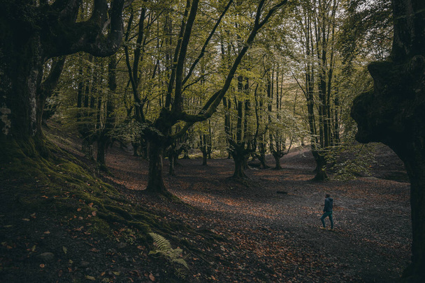 Un hombre solitario disfruta de la vista del bosque en el Hayedo de Otzarreta. - Foto, imagen