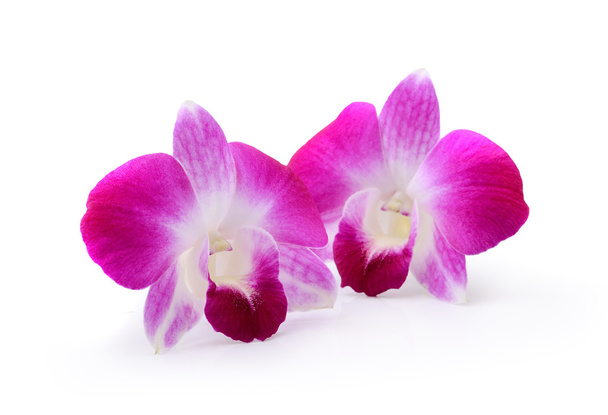Flor de orquídea púrpura aislada sobre fondo blanco - Foto, imagen