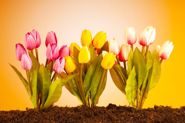 Colourful tulip flowers growing in the soil - Photo, image