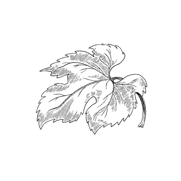 Grape leaf in black thin line, hand drawn vector illustration isolated on white. - Vektor, obrázek