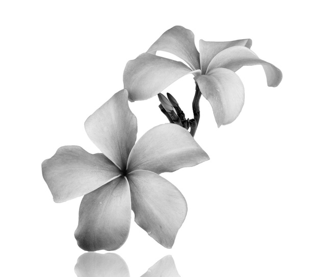 Frangipani çiçek siyah ve beyaz beyaz zemin üzerine izole - Fotoğraf, Görsel