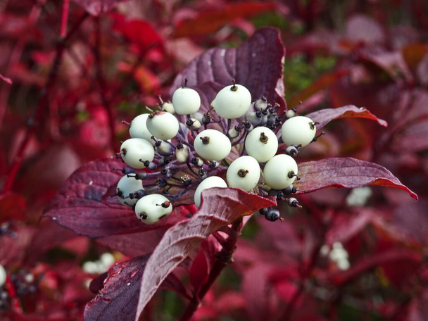 White berries of Red-osier dogwood (Cornus sericea) on a branch with red leaves. Plant for landscaping. - Photo, Image