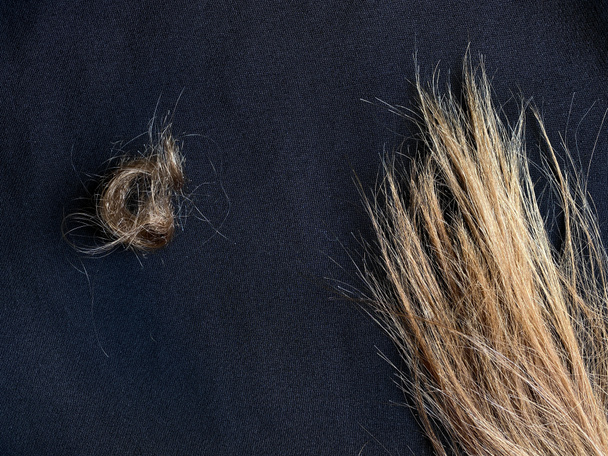 Pokręcony włos, kobiece proste włosy. Jasnobrązowe włosy na ciemnoniebieskim tle. Wyjęte z grzebienia. Włosy wymagają opieki. Zbliżenie. W rogu. Przestrzeń chroniona. - Zdjęcie, obraz