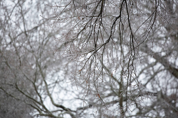 Gelo pendurado em galhos de árvores em um dia cinzento - Foto, Imagem