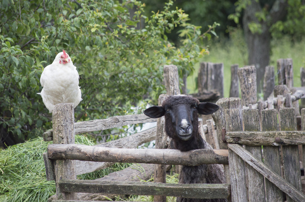 好奇心の鶏や羊のカメラを見て - 写真・画像