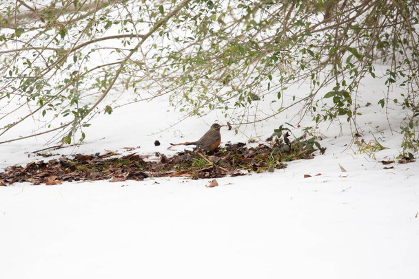 Pettirosso americano (Turdus migratorius) guardarsi intorno mentre salta lungo una macchia di foglie circondate dalla neve - Foto, immagini