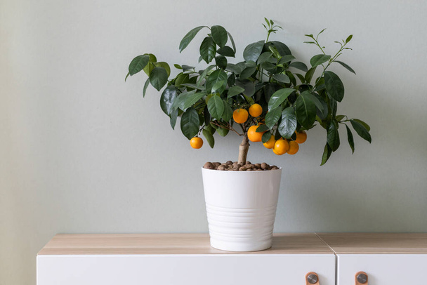 Small tangerine tree with plenty of ripe fruits in home interior. Home decor and gardening concept. - Foto, Imagen