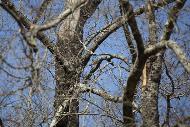 Величественный американский робин (Turdus migratorius) сел на ветку дерева в красивый голубой день - Фото, изображение