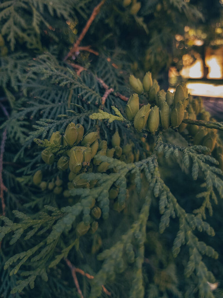 There are many small cones on the green thuja of the west. Sunset sunlight illuminates the branch of white cedar from behind. Coniferous evergreen plant with seeds. Floral background for the design. - Photo, Image