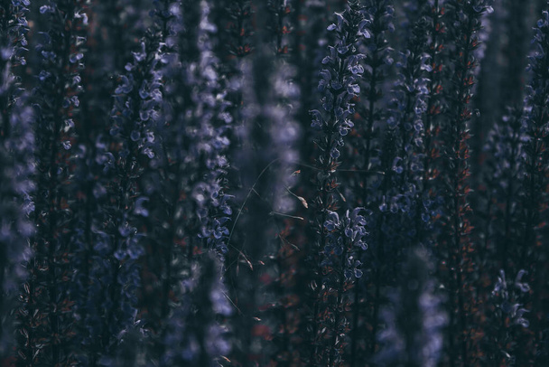 Bloeiende wijze. Lange heldere bloemen van eikenhout salie. Donkerblauwe zomerbloemenachtergrond met een selectieve focus op design, sociale netwerken. Horizontale foto. - Foto, afbeelding