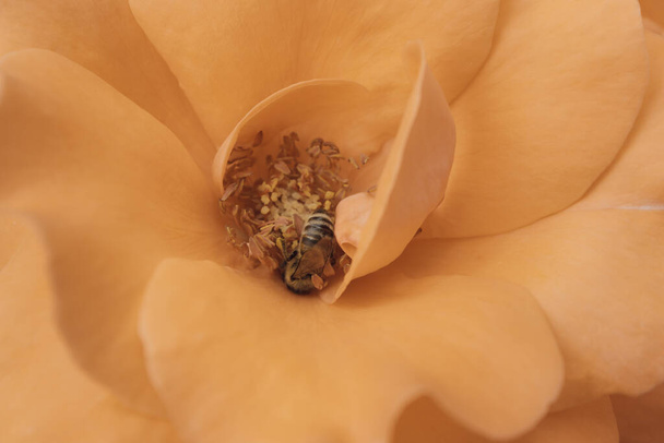 Egy méh beporoz egy sárga rózsa virágot. A virágzó növény beporzásának folyamata. Közelkép, felülnézet. Finom virágos háttér. - Fotó, kép