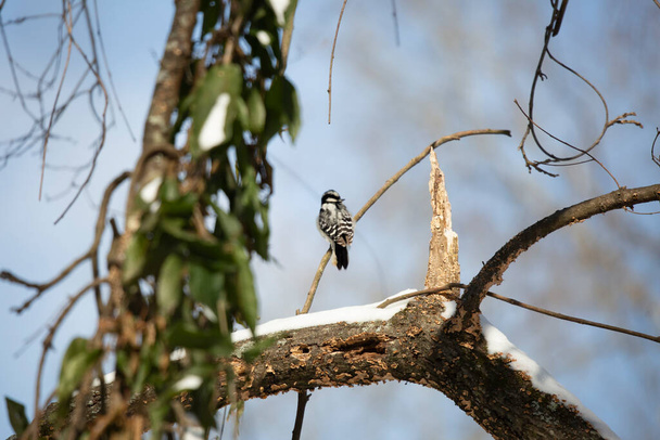 Female downy woodpecker (Picoides pubescens) looking out from its perch on a snow-covered tree limb - Фото, изображение