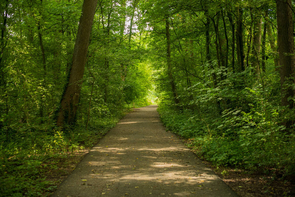 緑の森への道は - 写真・画像