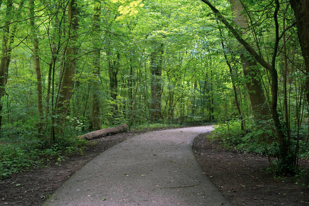 path in the green forest - Fotó, kép