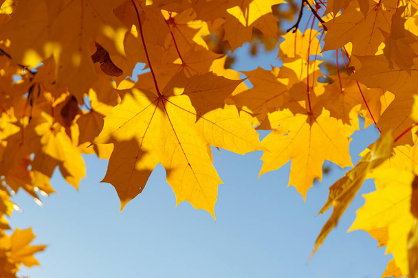 Framing with bright autumn maple foliage - Fotó, kép