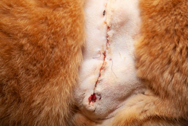 Grote chirurgische snede op een gouden kat met een kapotte paarse steek - Foto, afbeelding