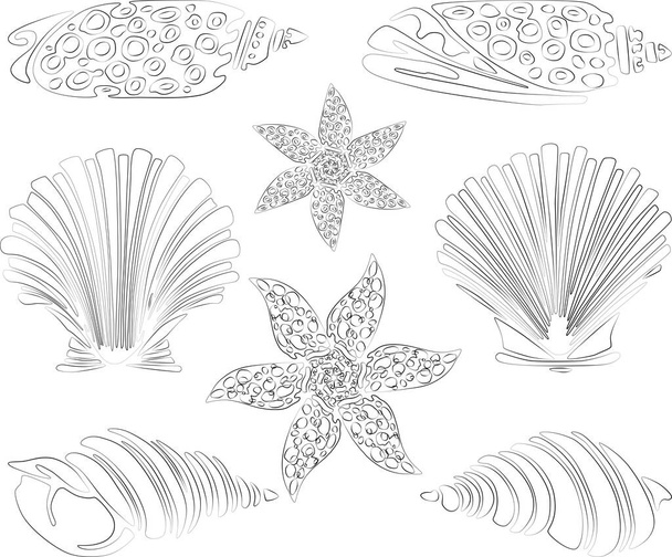 Vector contour drawing of set various decorative sea shells - Vector, Image