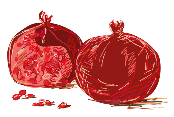 Vektorin piirustus kypsistä punaisista granaattiomenoista - Vektori, kuva