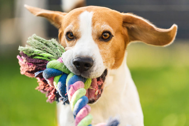 Beagle köpeği renkli oyuncaklarla kameraya doğru koşuyor.. - Fotoğraf, Görsel